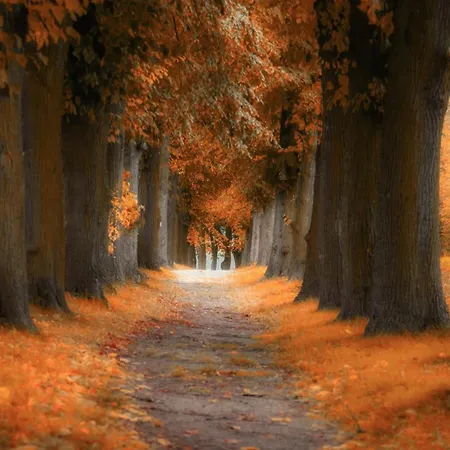 Sielankownia 샬레 라트코프